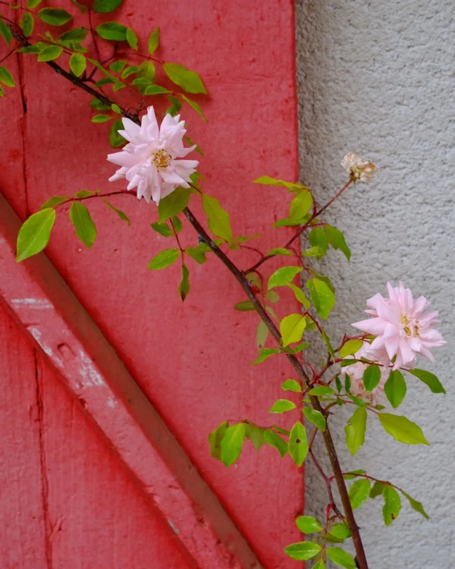 Les aromatiques et ornementales grandissent doucement dans le jardin de l’auberge pour parfumer  les plats à venir ! #flowerpower #fleur #plantesaromatiques #fleurcomestible #jardin #jardín #garden #food #foodlover #eatflowers #seix #escaleta #auberge #couserans #ariege #ariegepyrenees